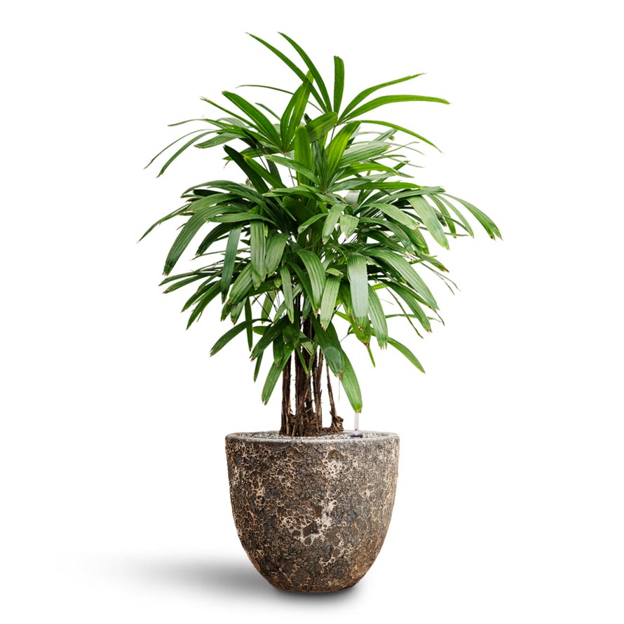Rhapis excelsa - Lady Palm - Hydroculture & Lava Couple Relic Planter -Black