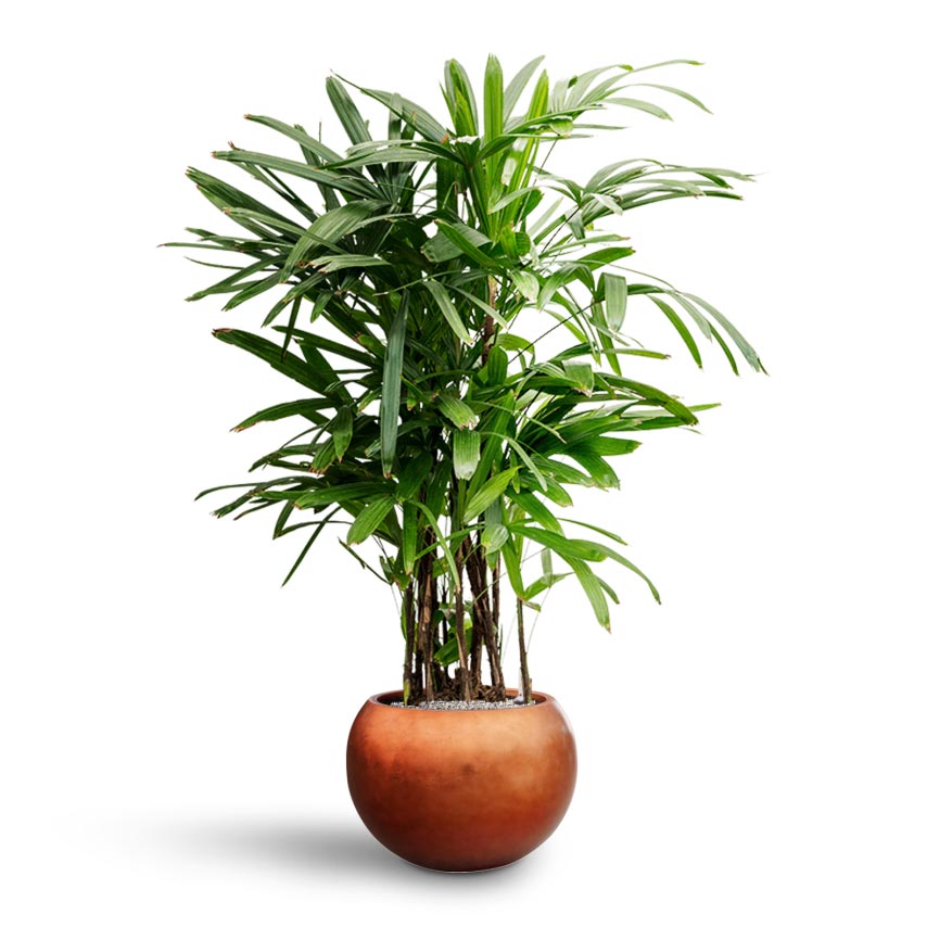 Rhapis excelsa - Lady Palm - Hydroculture & Metallic Couple Plant Pot - Matt Copper
