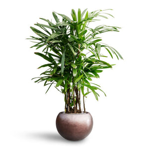 Rhapis excelsa - Lady Palm - Hydroculture & Metallic Globe Plant Pot - Matt Coffee