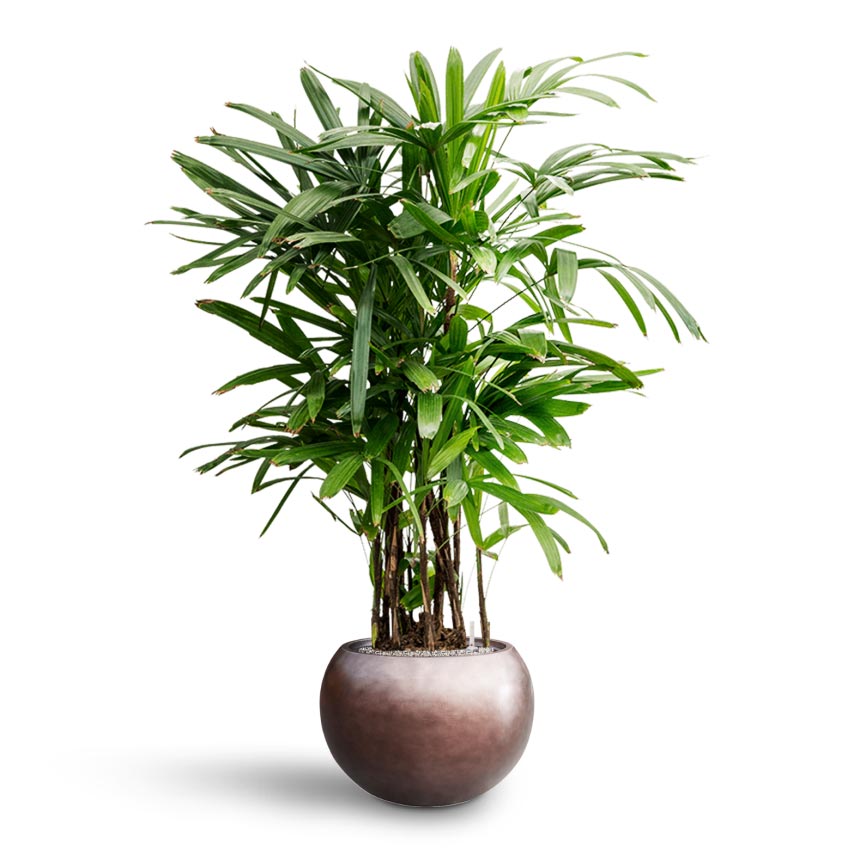 Rhapis excelsa - Lady Palm - Hydroculture & Metallic Globe Plant Pot - Matt Coffee
