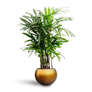 Rhapis excelsa - Lady Palm - Hydroculture  Metallic Globe Plant Pot - Matt Honey