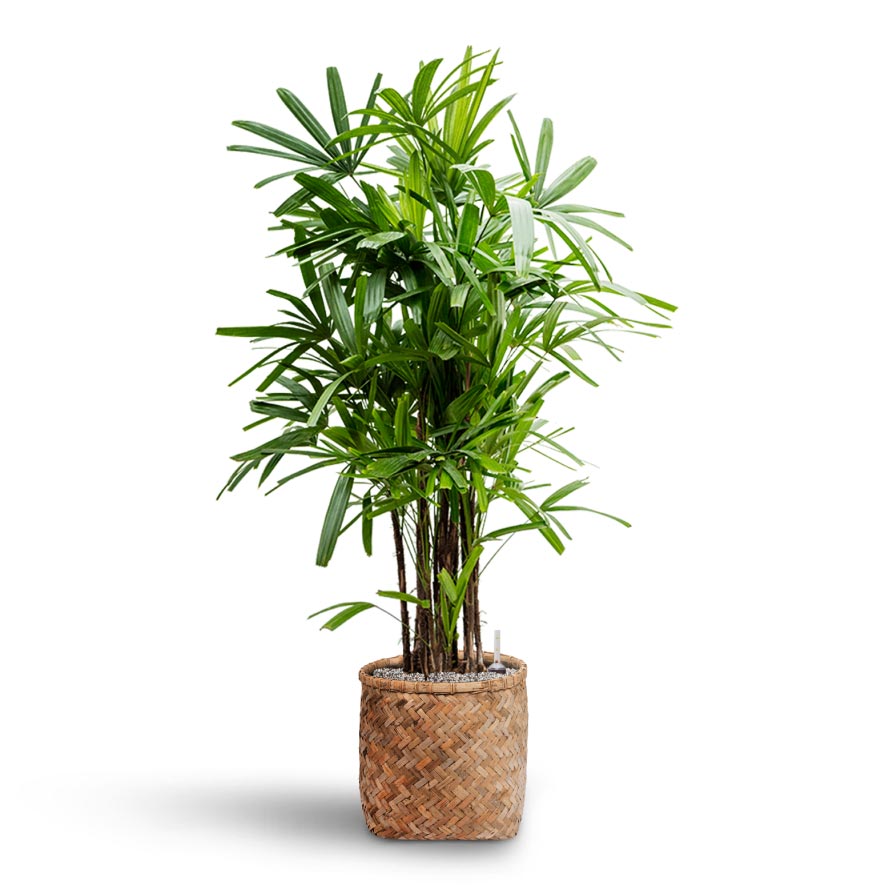 Rhapis excelsa - Lady Palm - Hydroculture & Zayn Bamboo Planter 