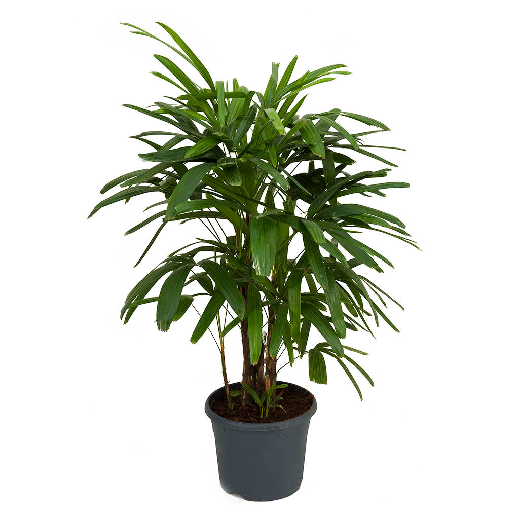 rhapis palm safe for cats Rhapis excelsa - Lady Palm Houseplants - Indoor Palms | Hortology