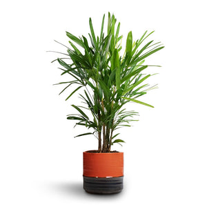 Rhapis excelsa - Lady Palm & Marlijn Plant Pot - Blush