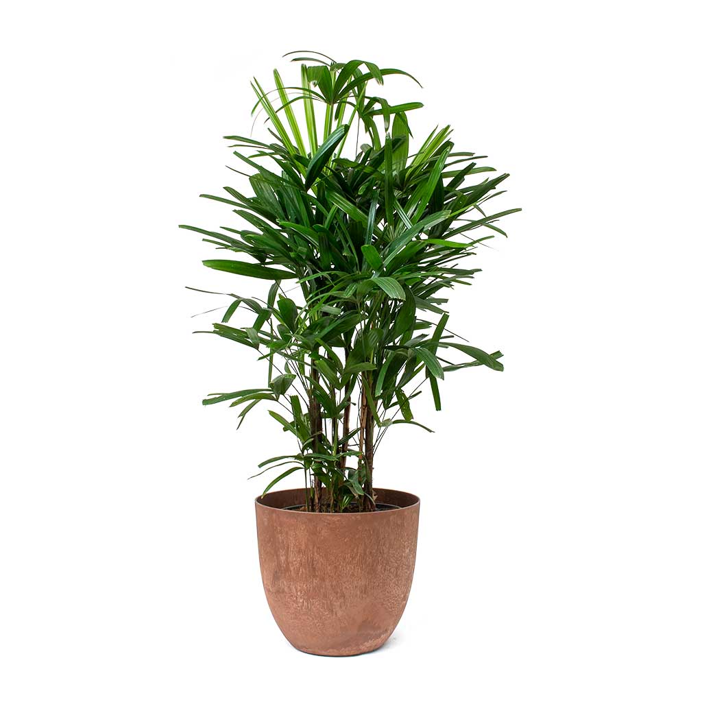 Rhapis excelsa Lady Palm & Bola Artstone Plant Pot - Oak