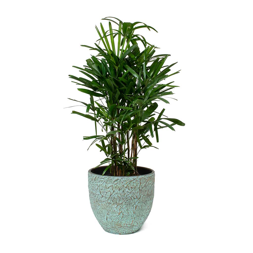 Rhapis excelsa Lady Palm & Evi Plant Pot - Antique Bronze