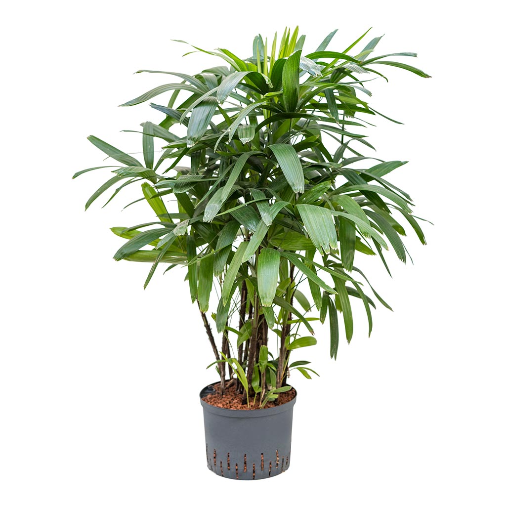 Rhapis excelsa - Lady Palm - Hydroculture - 25/19 x 120cm