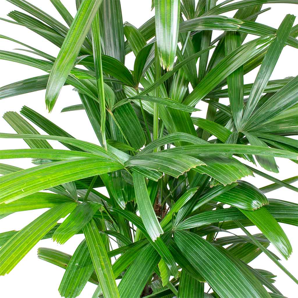 Rhapis excelsa - Lady Palm Leaves