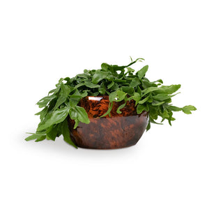Rhipsalis crispata - Mistletoe Cactus Houseplant &  Kae Plant Bowl - Cayenne