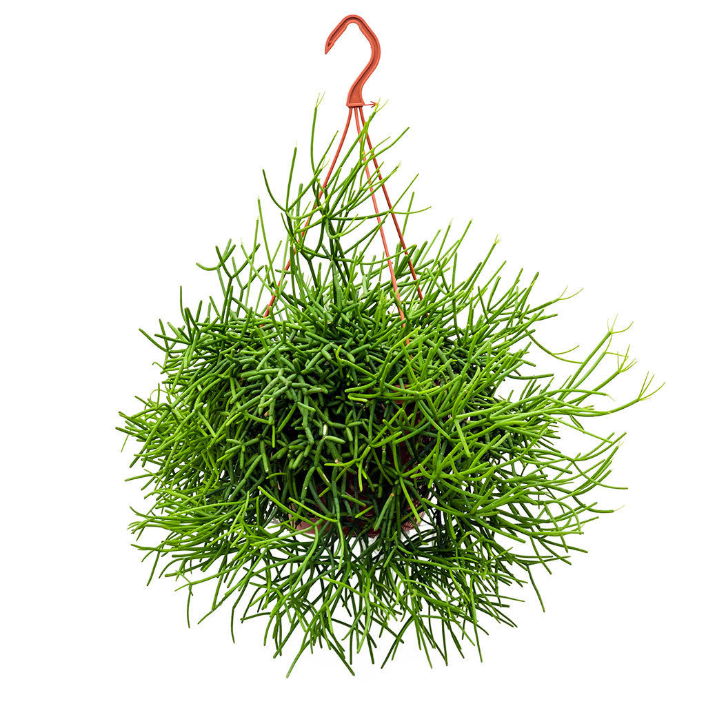 Rhipsalis heteroclada - Mistletoe Cactus 40cm