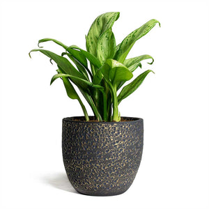 Aglaonema Christina Chinese Evergreen & Rinca Plant Pot - Shiny Black