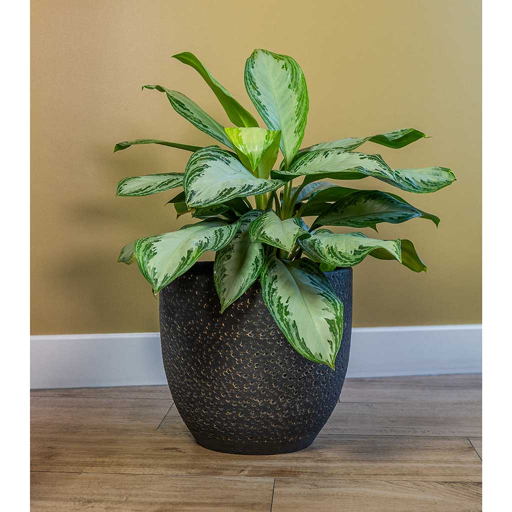 Rinca Plant Pot - Shiny Black & Aglaonema