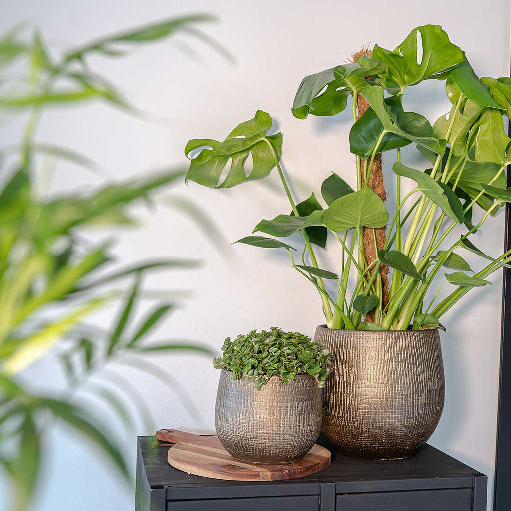 Ryan Plant Pot Shiny Gold with Houseplants Lifestyle