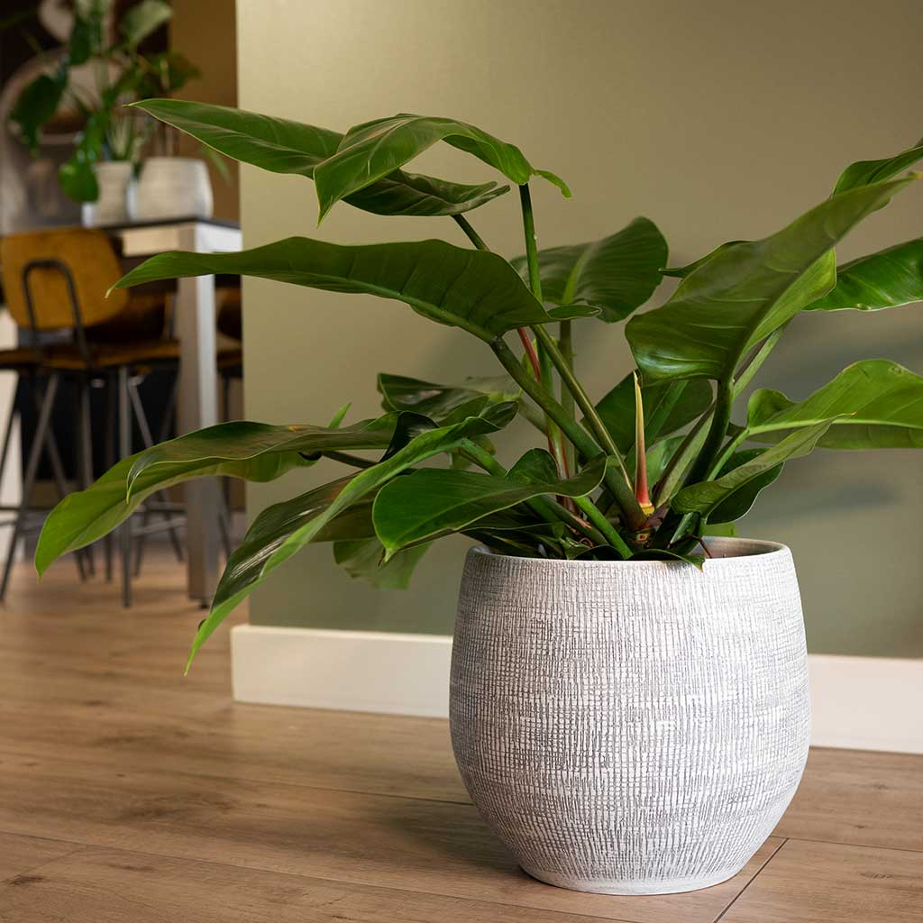 Ryan Plant Pot - White Black & Philodendron Houseplant