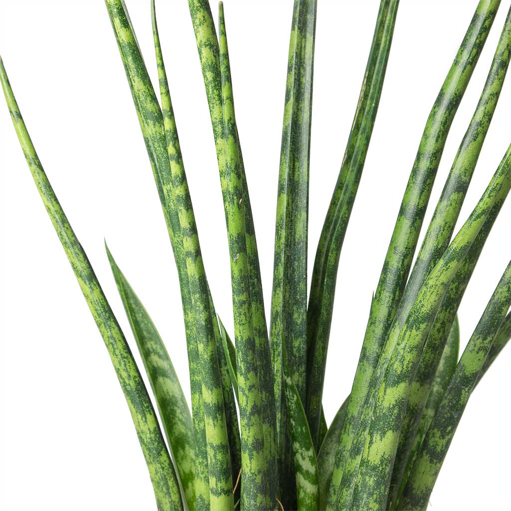 sansevieria fernwood cats Sansevieria Fernwood Mikado - Snake Plant - Quality Plants | Hortology