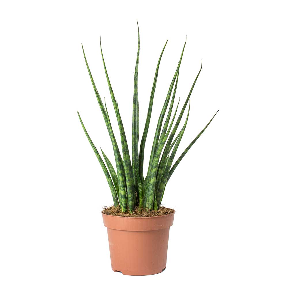 Sansevieria Fernwood Mikado - Snake Plant - Quality Plants | Hortology