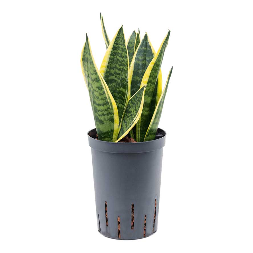 Sansevieria Futura Superba - Hydroculture Large