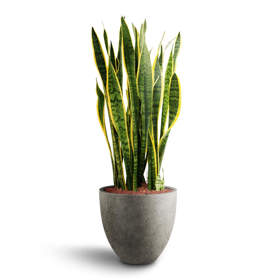 Sansevieria Laurentii - Hydroculture Indoor Plant & Grigio Egg Pot Planter - Natural Concrete