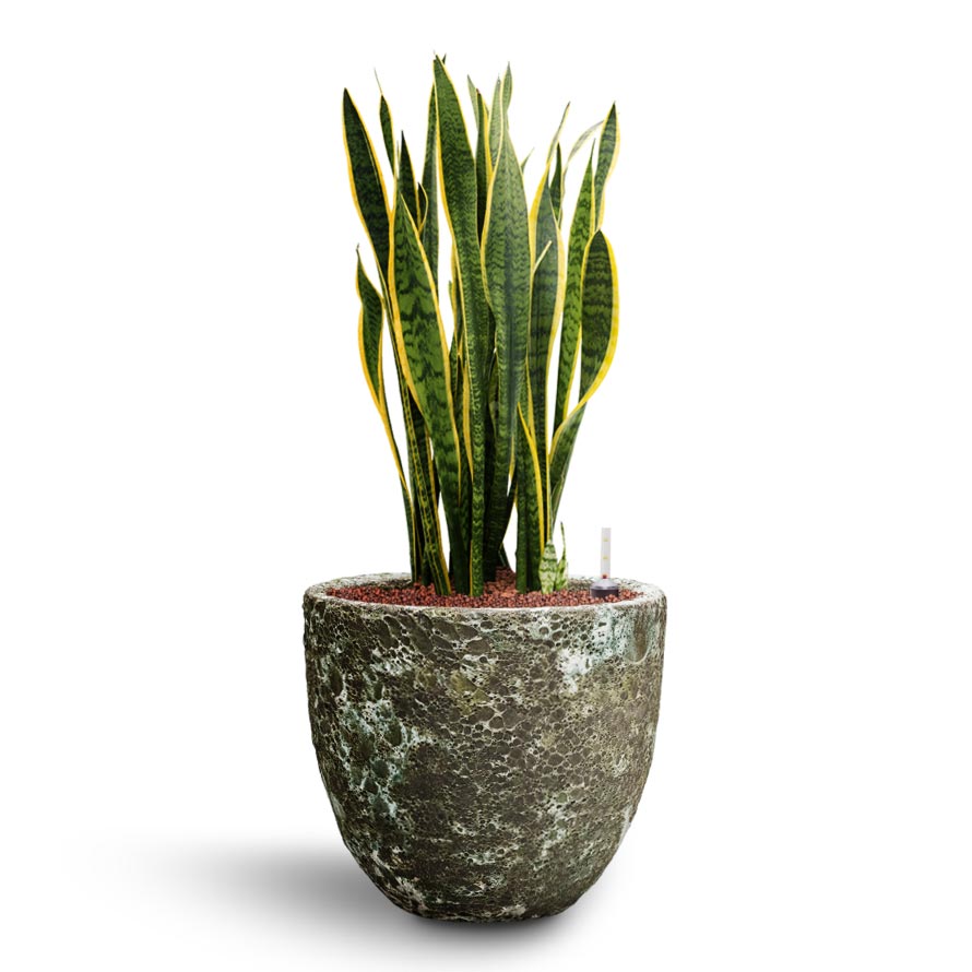 Sansevieria Laurentii - Hydroculture Indoor Plants & Lava Couple Relic Planter - Jade