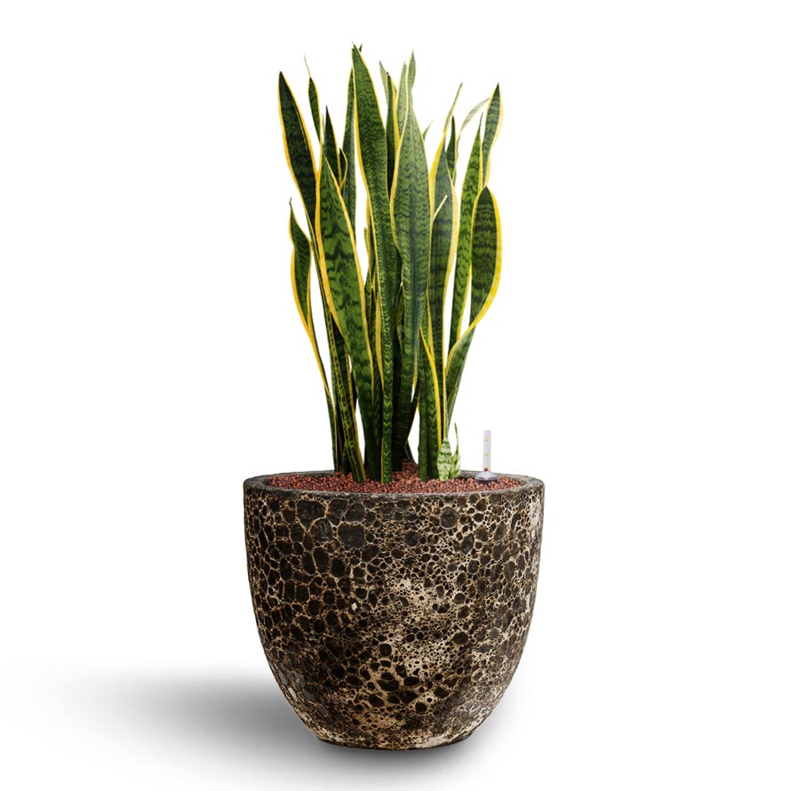sansevieria hydroponic Sansevieria Laurentii Hydroculture Plants - Easy Care | Hortology