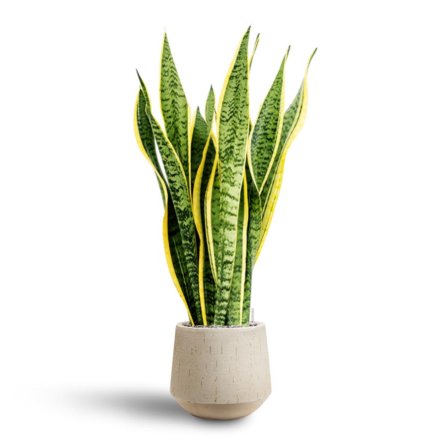 Sansevieria Laurentii - Hydroculture Indoor Plant & Raindrop Tube Round Planter - Stone