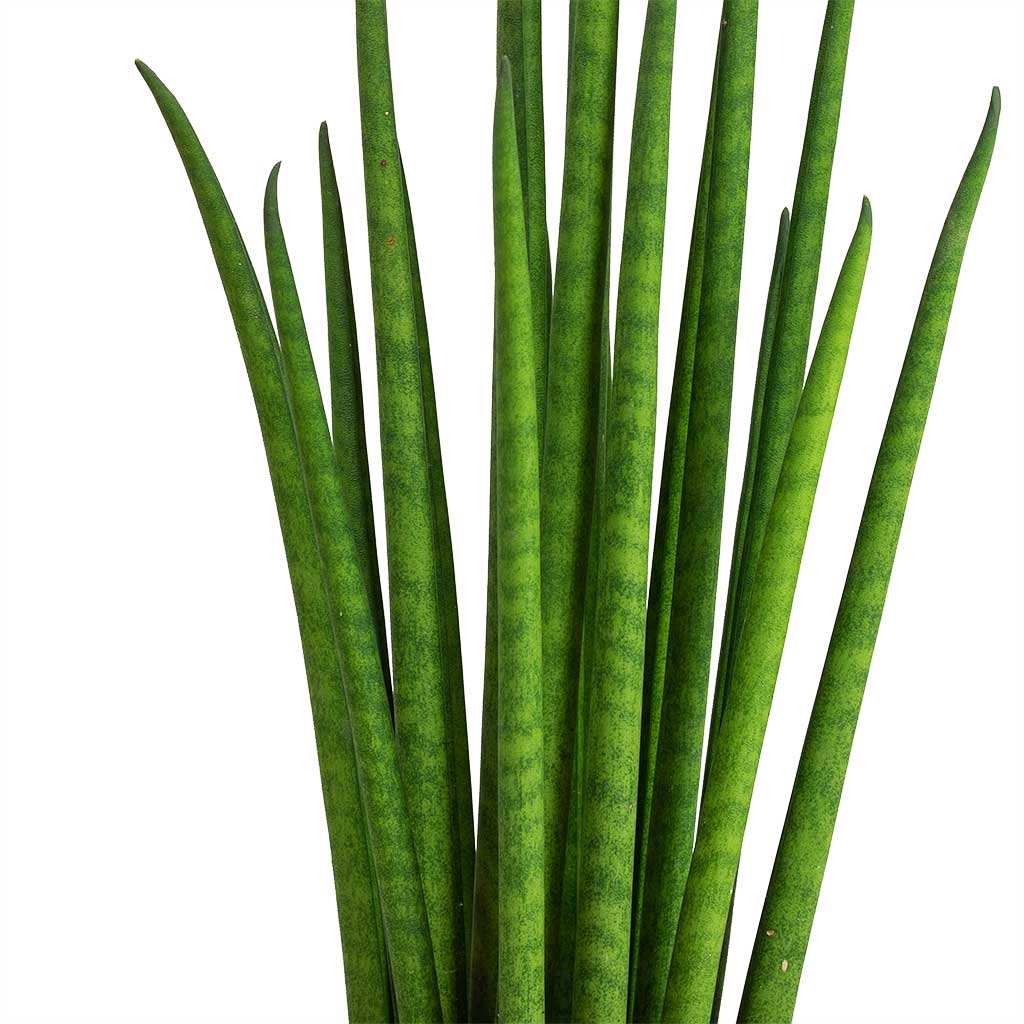 dracaena bacularis Sansevieria bacularis Mikado - Snake Plant | Hortology