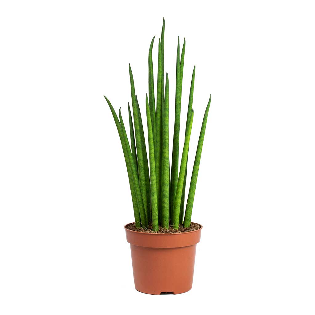 Sansevieria Bacularis