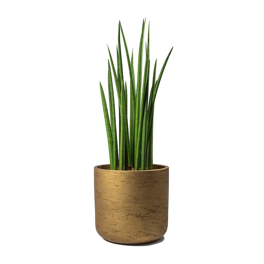 Sansevieria cylindrica Spikes Cylindrical Snake Plant & Charlie Metallic Copper Plant Pot