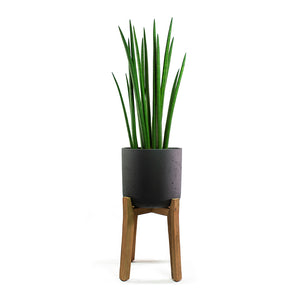 Sansevieria cylindrica Spikes Cylindrical Snake Plant with Charlie Plant Pot Tall Stand Black Washed