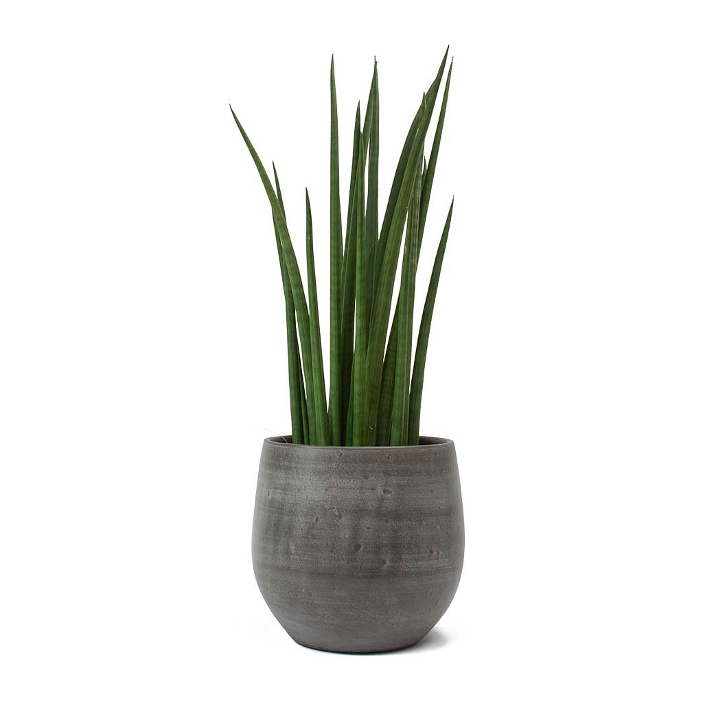 Sansevieria cylindrica Spikes Cylindrical Snake Plant& Esra Plant Pot Mystic Grey