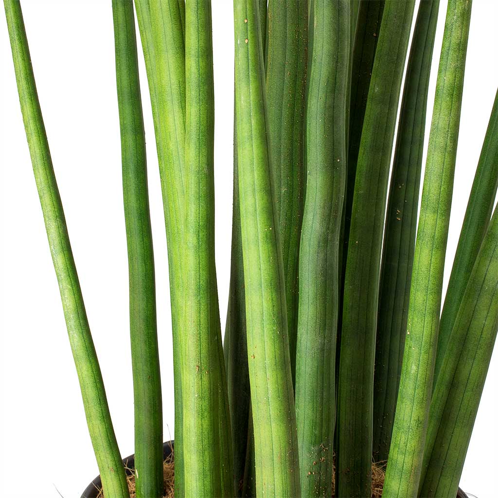 succulent spikes Sansevieria cylindrica Spikes - Cylindrical Snake Plant | Hortology