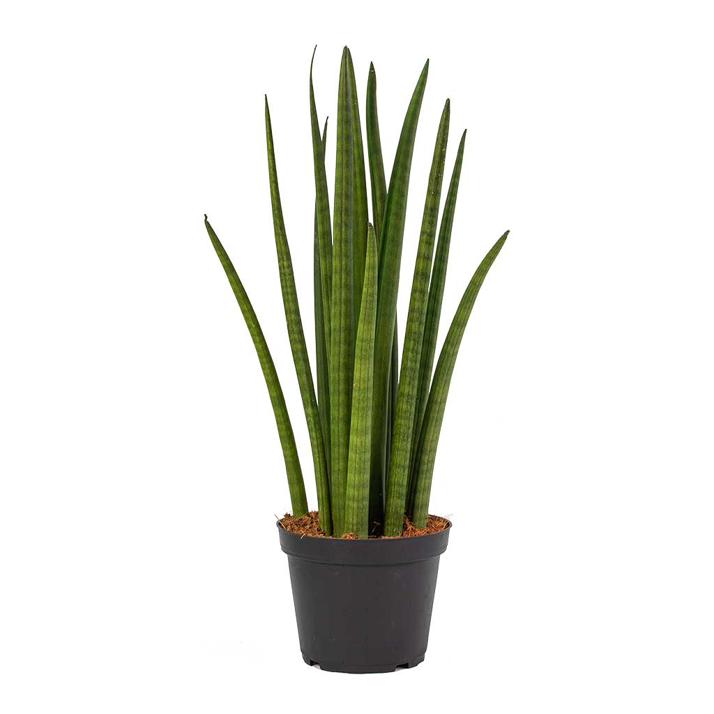 Sansevieria cylindrica Spikes Cylindrical Snake Plant - Small