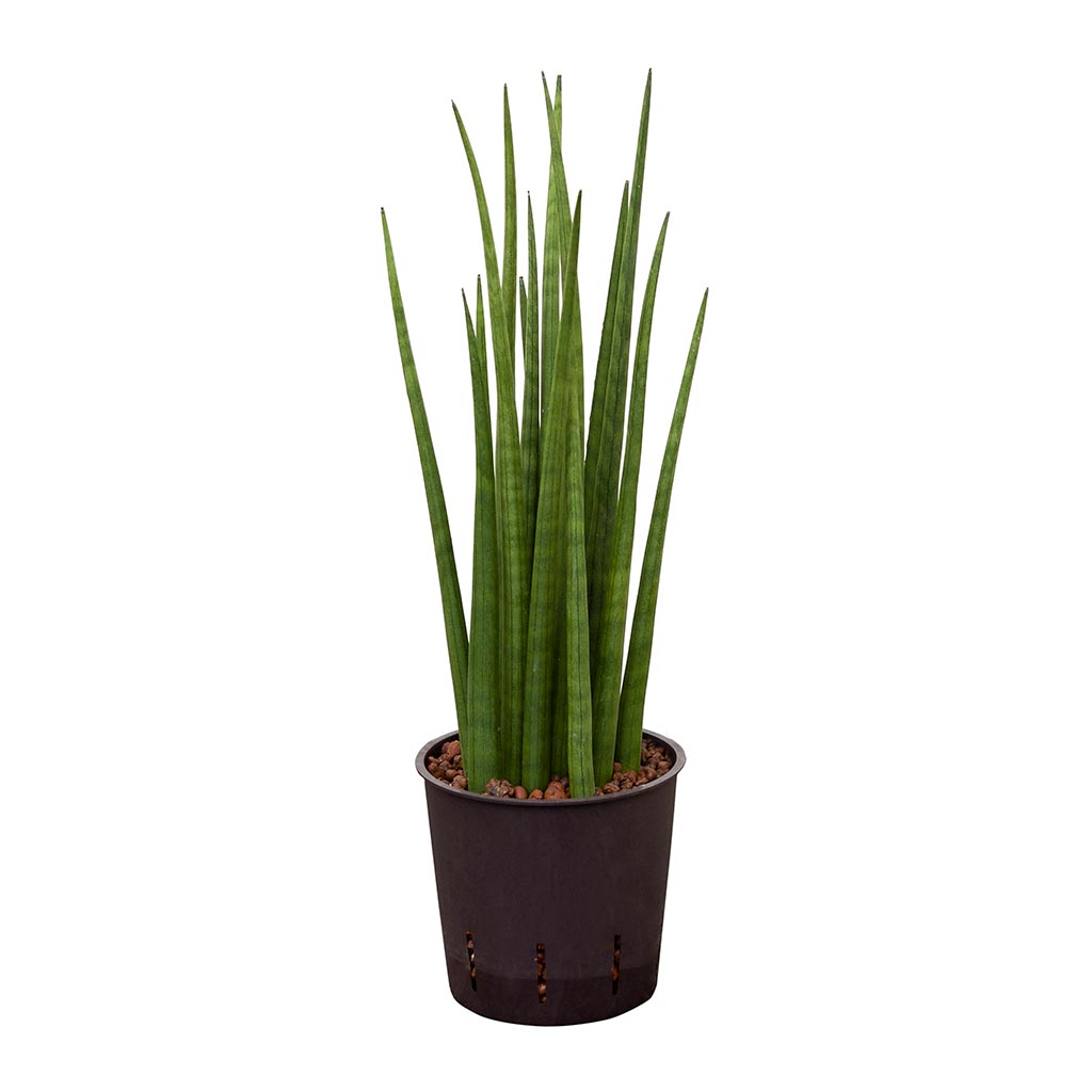 Sansevieria cylindrica Spikes - Hydroculture - 13/12 x 30cm