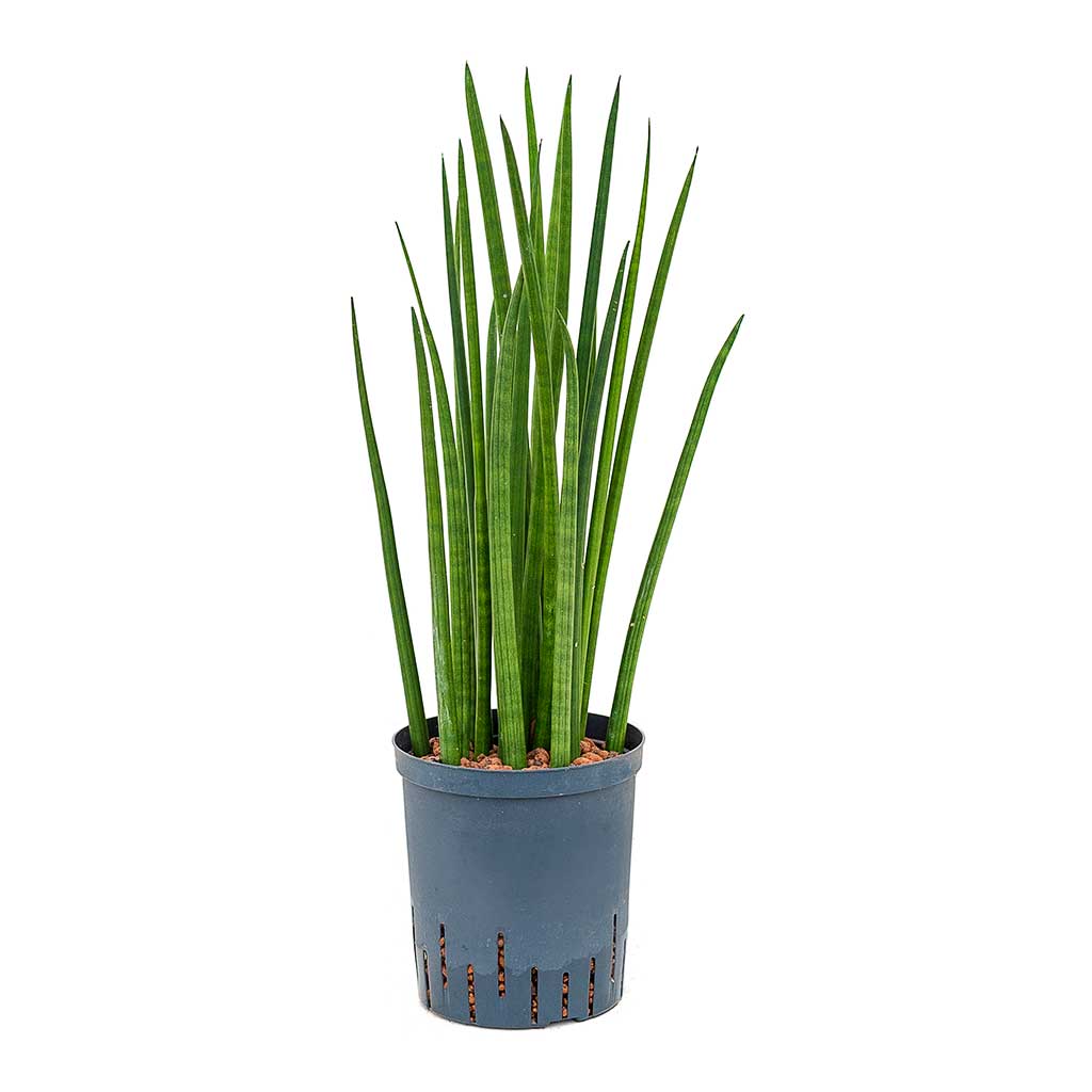 Sansevieria cylindrica Spikes Hydroculture Indoor Plant