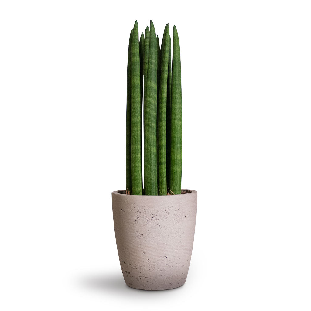 Sansevieria cylindrica Straight - Cylindrical Snake Plant Houseplant &amp; Gerben Plant Pot - Grey Washed