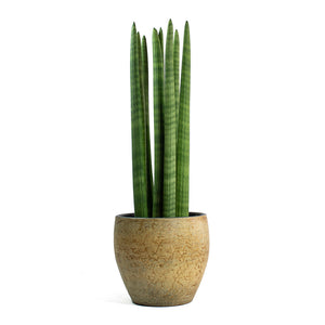 Sansevieria cylindrica Straight Cylindrical Snake Plant with Emmy Plant Pot Camel