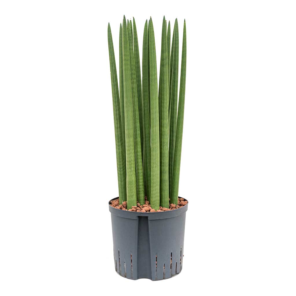 Sansevieria cylindrica Straight Hydroculture Indoor Plant Large