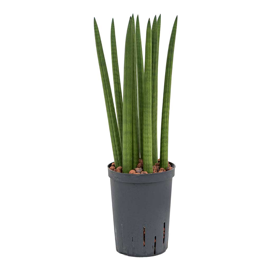 Sansevieria cylindrica Straight Hydroculture Indoor Plant Small