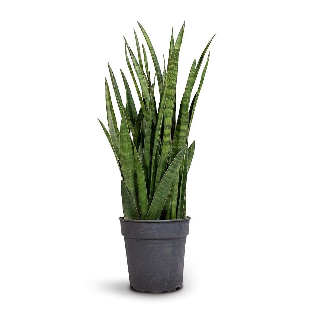 Sansevieria kirkii - Star Sansevieria - Quality Houseplants | Hortology ...