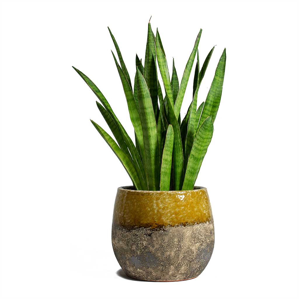 Sansevieria kirkii Star Sansevieria & Lindy Plant Pot Ochre