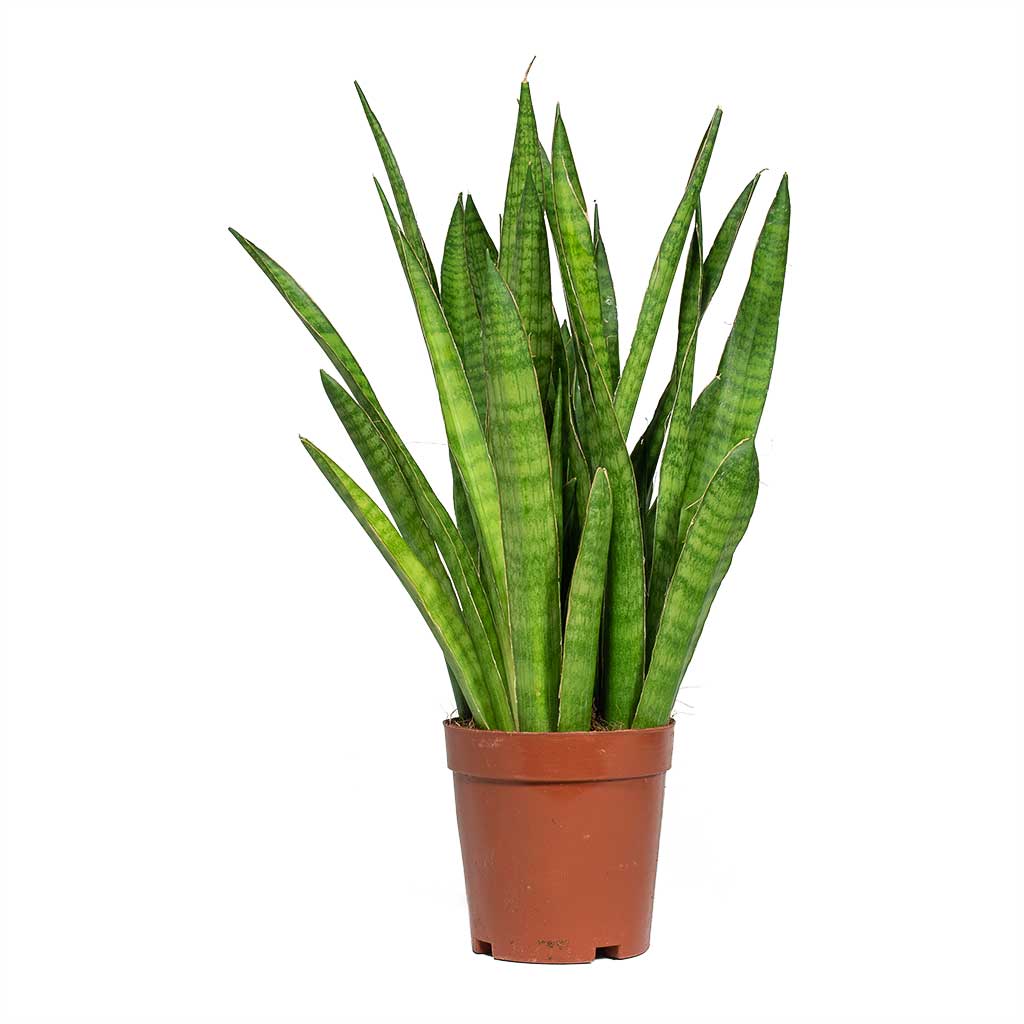 kirkii snake plant Sansevieria kirkii - Star Sansevieria - Quality Houseplants | Hortology
