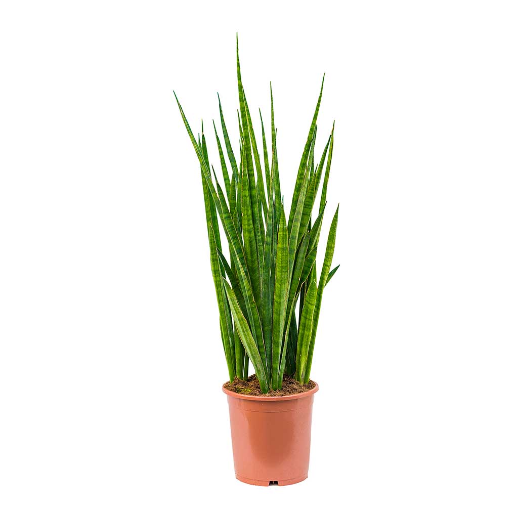 Sansevieria kirkii  - Star Sansevieria 85cm
