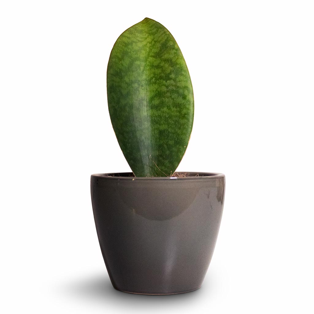 Sansevieria masoniana Victoria - Shark Fin Snake Plant & Sven Plant Pot - Smoke