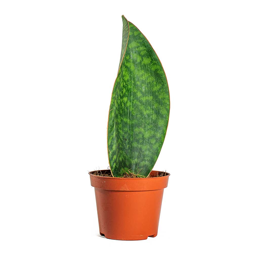 Sansevieria masoniana Victoria - Shark Fin Snake Plant | Hortology