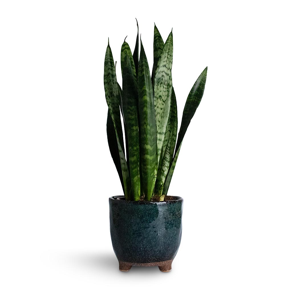 Sansevieria trifasciata Black Coral - Snake Plant Houseplant & Kaat Plant Pot - Petrol