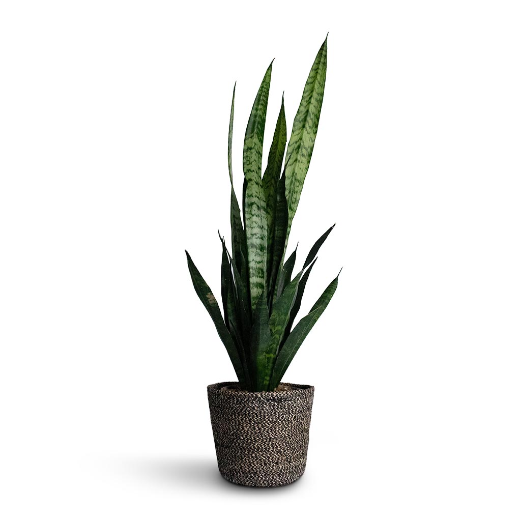 large snake black coral plant Sansevieria trifasciata Black Coral - Snake Plant | Hortology