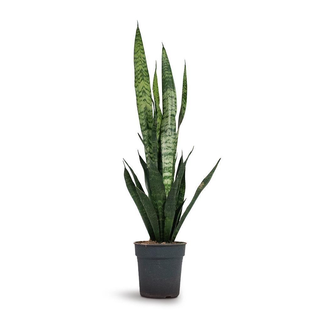 Sansevieria trifasciata Black Coral - Snake Plant | Hortology - HORTOLOGY