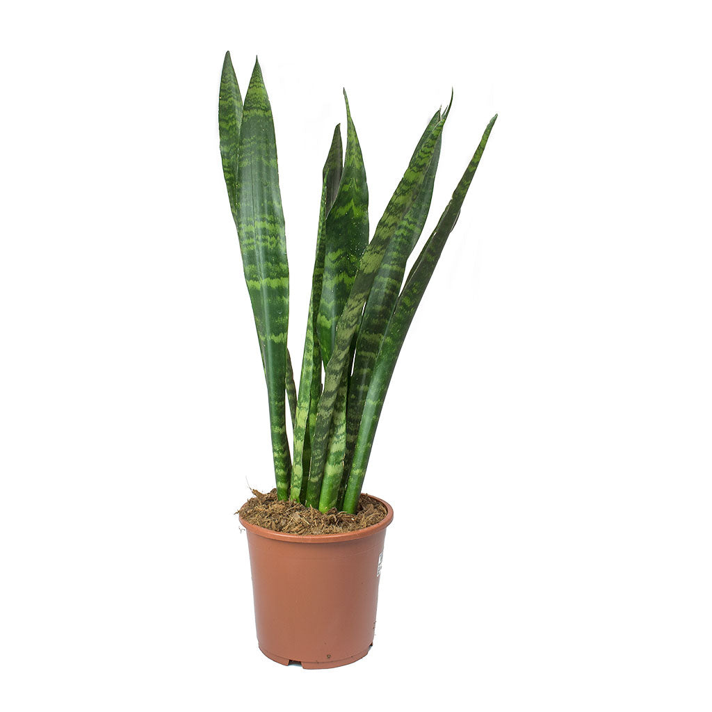 Sansevieria trifasciata Black Coral - Snake Plant