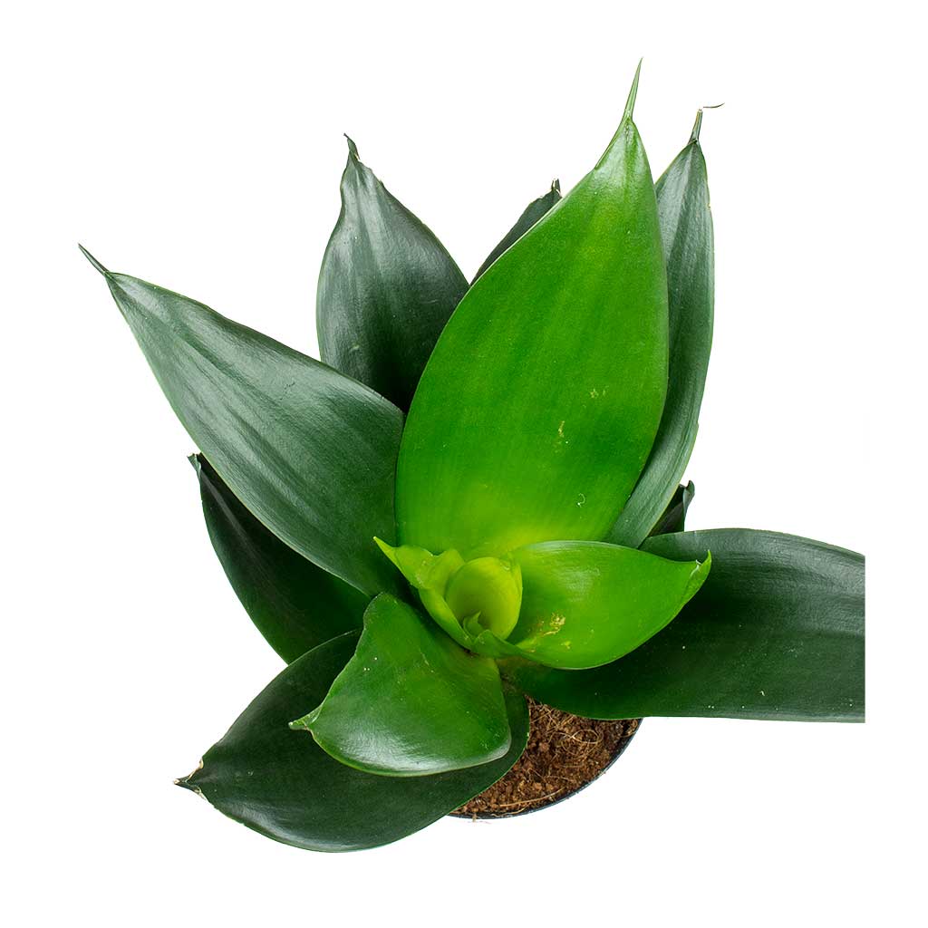 Sansevieria trifasciata Black Dragon - Snake Plant