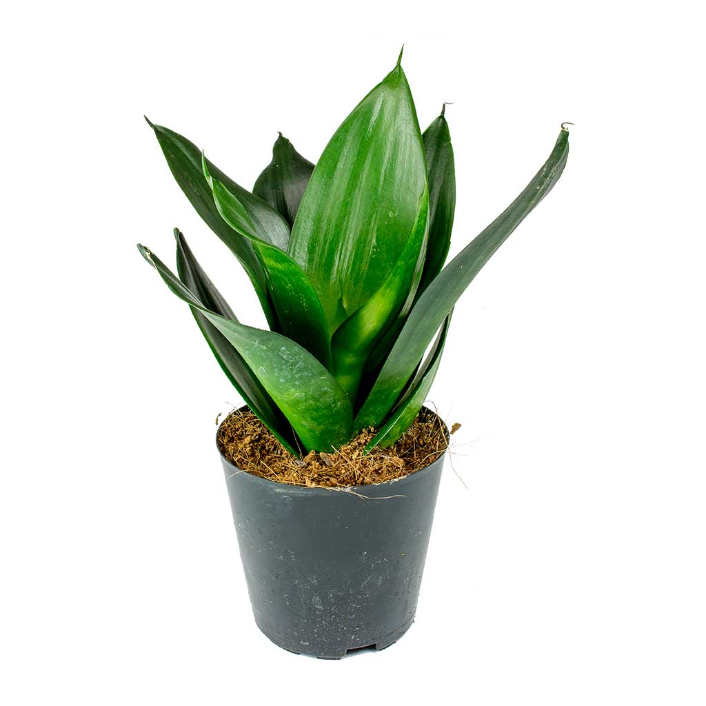 Sansevieria trifasciata Black Dragon - Snake Plant | Hortology